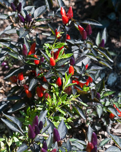 Capsicum annuum (ornamental pepper)
