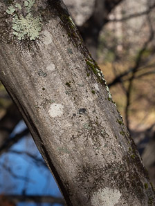 Carpinus caroliniana (American hornbeam, ironwood, musclewood)