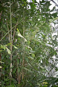 Caryota mitis (fishtail palm)