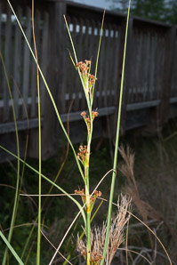 Cladium mariscus (Jamaica swamp sawgrass, sawgrass)