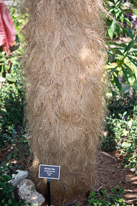 Coccothrinax crinita (old man palm)
