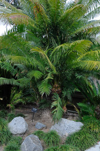Cycas rumphii (sago palm)