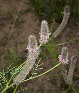 Dalea tenuifolia (slimleaf prairie clover)