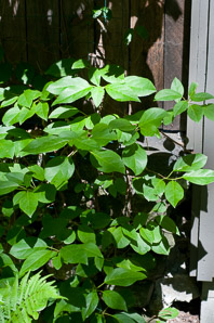 Decumaria barbara (woodvamp)