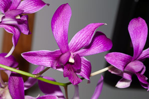 Dendrobium (orchid)