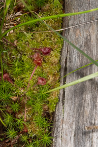 Drosera rotundifolia (common sundew, roundleaf sundew)