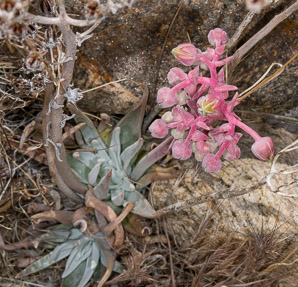 Dudleya saxosa (desert live-forever)