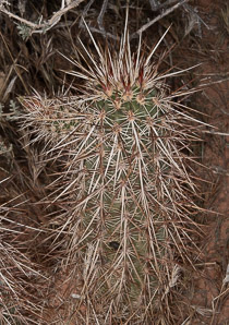 Echinocereus engelmannii (hedgehog cactus, calico cactus, dagger-spine hedgehog, Engelmann’s hedgehog, Howe hedgehog, Indian strawberry cactus, Munz’s hedgehog cactus, needle-spine hedgehog, purple-spined hedgehog, strawberry hedgehog, varied-spine hedgehog, Engelmann hedgehog)