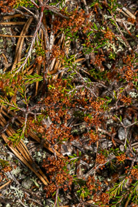 Empetrum nigrum (black crowberry)