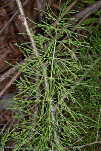 Equisetum sylvaticum (wood horsetail, woodland horsetail)