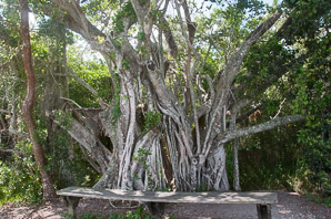 Ficus aurea (strangler fig, Florida strangler fig)