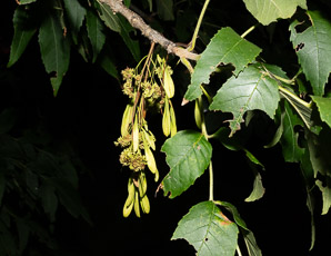 Fraxinus pennsylvanica (green ash, red ash, downy ash, swamp ash, water ash)