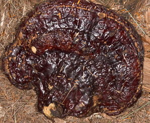 Ganoderma tsugae (reishi, reishe)