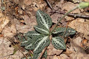 Goodyera pubescens (downy rattlesnake plantain, downy rattlesnake orchid)