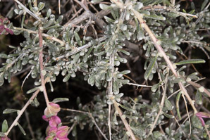 Grayia spinosa (hop sage, spiny hop sage)