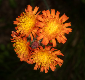 Hieracium aurantiacum (orange hawkweed, devil’s paintbrush, fox-and-cubs, tawny hawkweed, grim-the-collier)