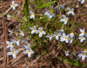 Houstonia caerulea (bluets, quaker ladies, azure bluet, bluet)