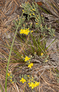 Hudsonia tomentosa (woolly beachheather, beach heather, sand heather)
