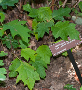 Hydrangea quercifolia (oak leaved hydrangea, oakleaf hydrangea)
