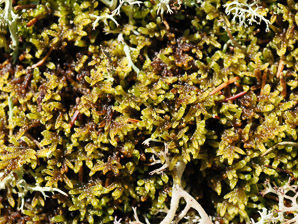 Hypnum imponens (brocade moss, feather moss, hypnum moss)