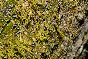 Hypnum imponens (brocade moss, feather moss, hypnum moss)