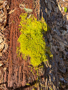 Hypnum imponens (brocade moss, feather moss, hypnum moss)