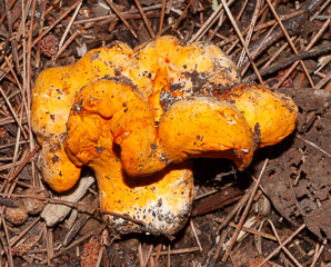 Hypomyces lactifluorum (lobster mushroom)