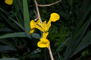 Iris pseudacorus (yellow flag, paleyellow iris)