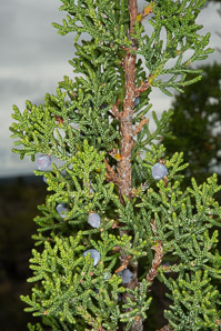 Juniperus monosperma (oneseed juniper)