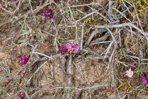 Krameria erecta (pima rhatany, purple heather, littleleaf rhatany)