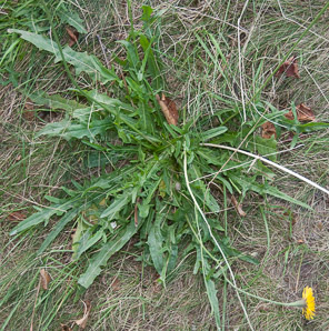 Krigia virginica (dwarf dandelion, Virginia dwarfdandelion)