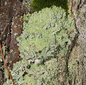 Lepraria lobificans (fluffy dust lichen)