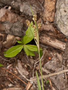 Luzula pallidula (pale European wood rush, Eurasian woodrush)