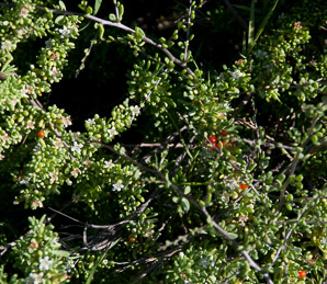 Lycium californicum (California boxthorn, California desert-thorn)