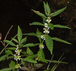 Lycopus uniflorus (northern bugleweed)