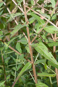 Lythrum salicaria (purple loosestrife)