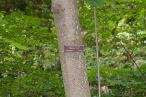 Magnolia tripetala (umbrella tree)