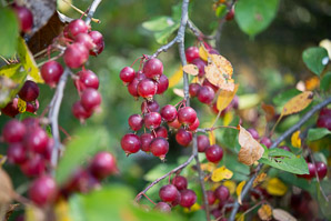Malus hupehensis (Chinese crabapple, Hupeh crab, Chinese crab apple)