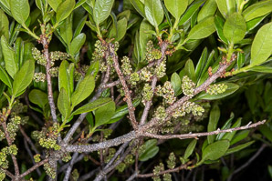 Morella pensylvanica (bayberry, northern bayberry, candleberry)