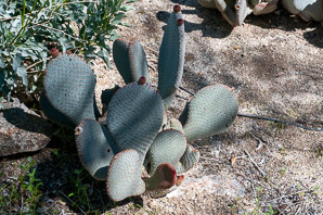 Opuntia basilaris (beavertail cactus)