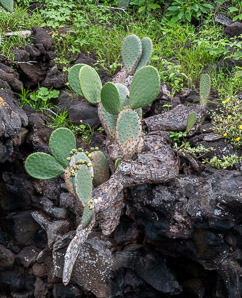 Opuntia galapageia (Galápagos prickly pear, tree prickly pear)
