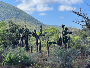 Opuntia galapageia (Galápagos prickly pear, tree prickly pear)
