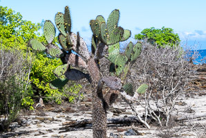 Opuntia galapageia (Galápagos prickly pear, tree prickly pear)