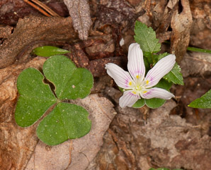 Oxalis montana (common wood sorrel, mountain woodsorrel, wood shamrock, white woodsorrel, wood sorrel)