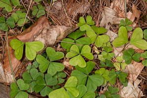 Oxalis montana (common wood sorrel, mountain woodsorrel, wood shamrock, white woodsorrel, wood sorrel)
