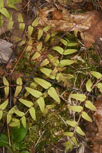 Pellaea atropurpurea (purple-stem cliffbrake)