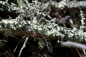 Physcia adscendens (hooded rosette lichen, rosette lichen)