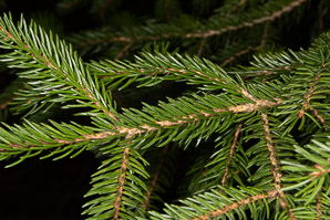 Picea abies (Norway spruce)