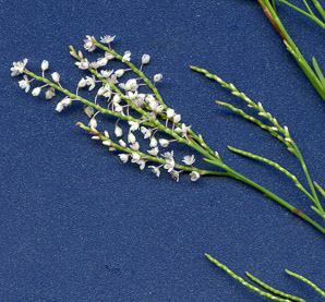 Polygonella articulata (sand jointweed, coastal jointweed)