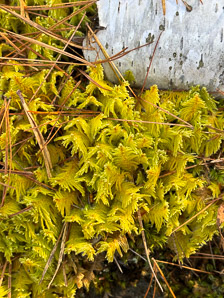 Ptilium crista-castrensis (knights plume moss, ostrich-plume feathermoss)
